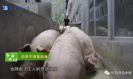爆料养猪视频,视频曝光惊人养殖真相